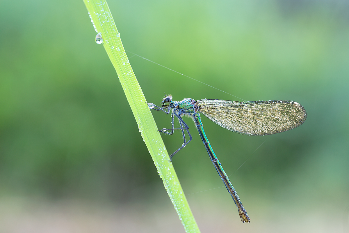 8V6A0227-prachtlibelle-w.jpg