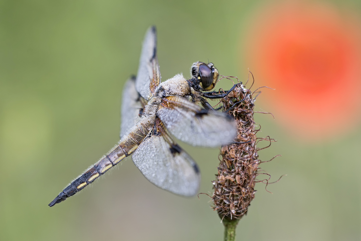 _MG_2288_Libellula quadrimaculata.jpg