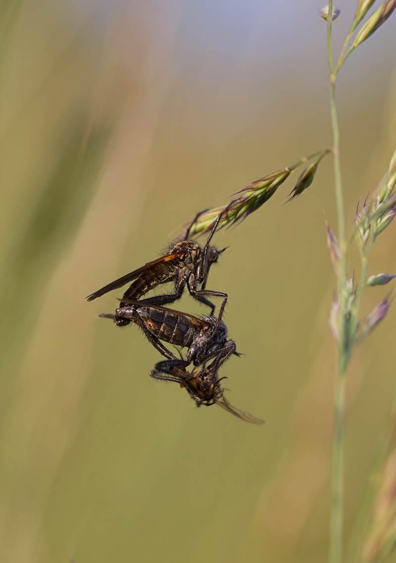 Liebe geht durch den Magen.jpg