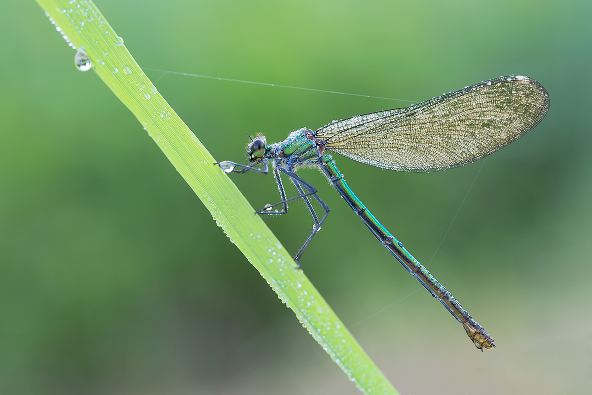 8V6A0227-prachtlibelle-gw.jpg