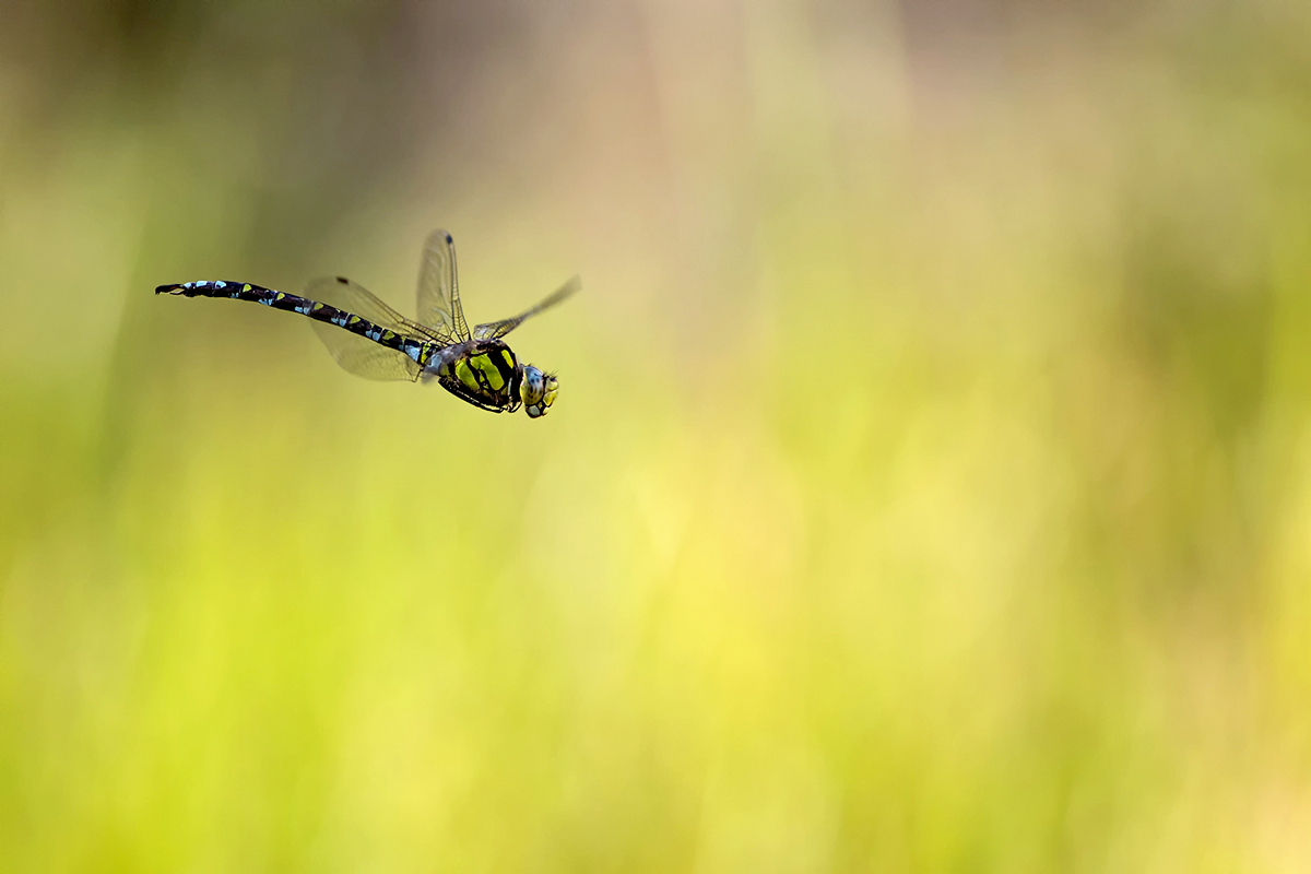 _MG_1607_Aeshna cyanea.jpg