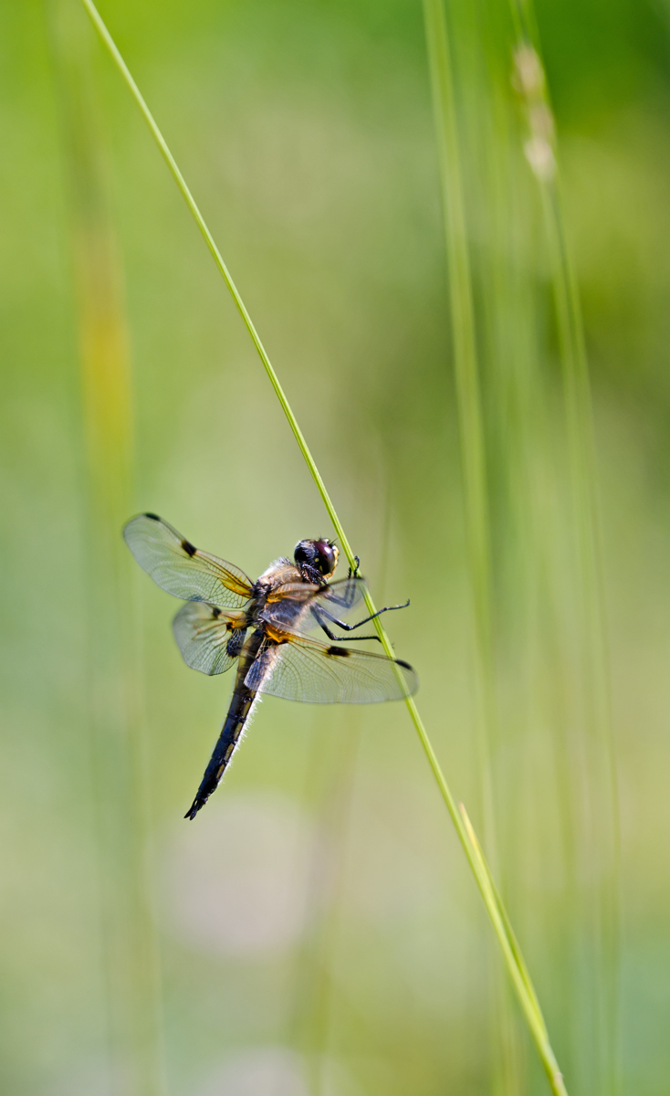 sommerlicher 4-fleck.jpg