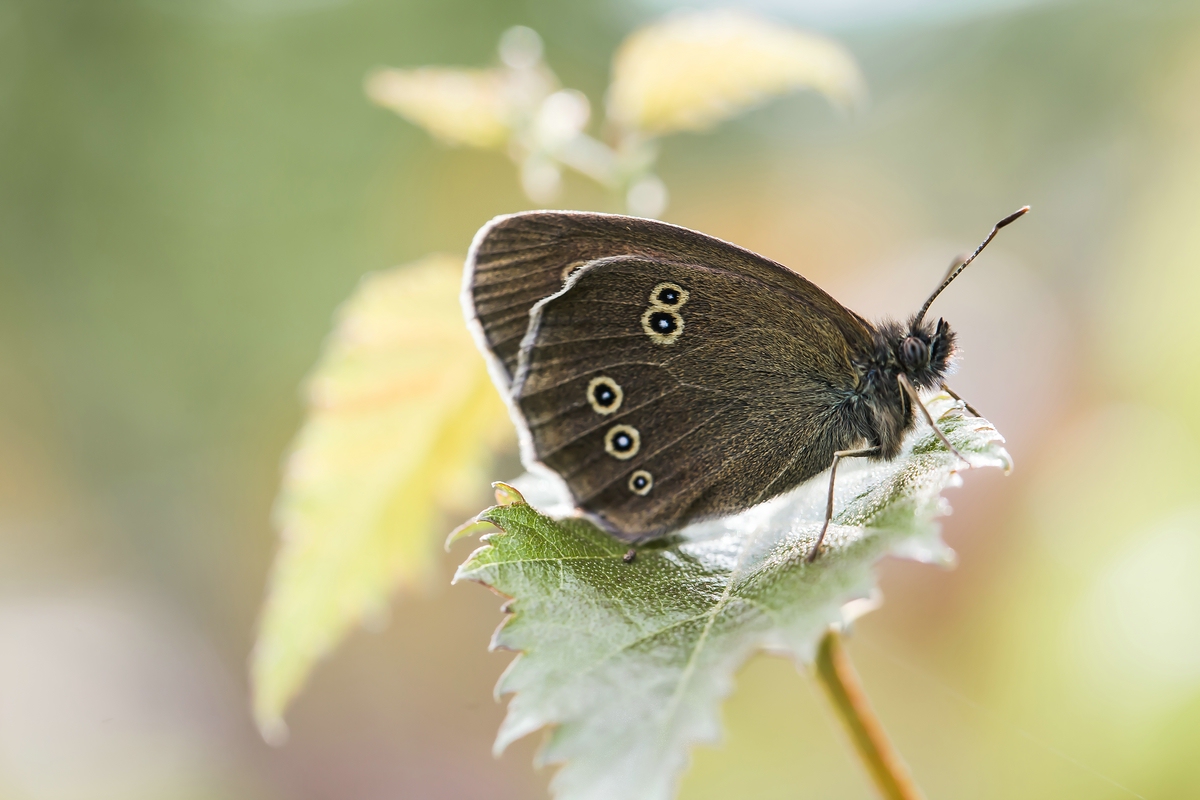 comp_ks18. Juni 20141647-3.jpg