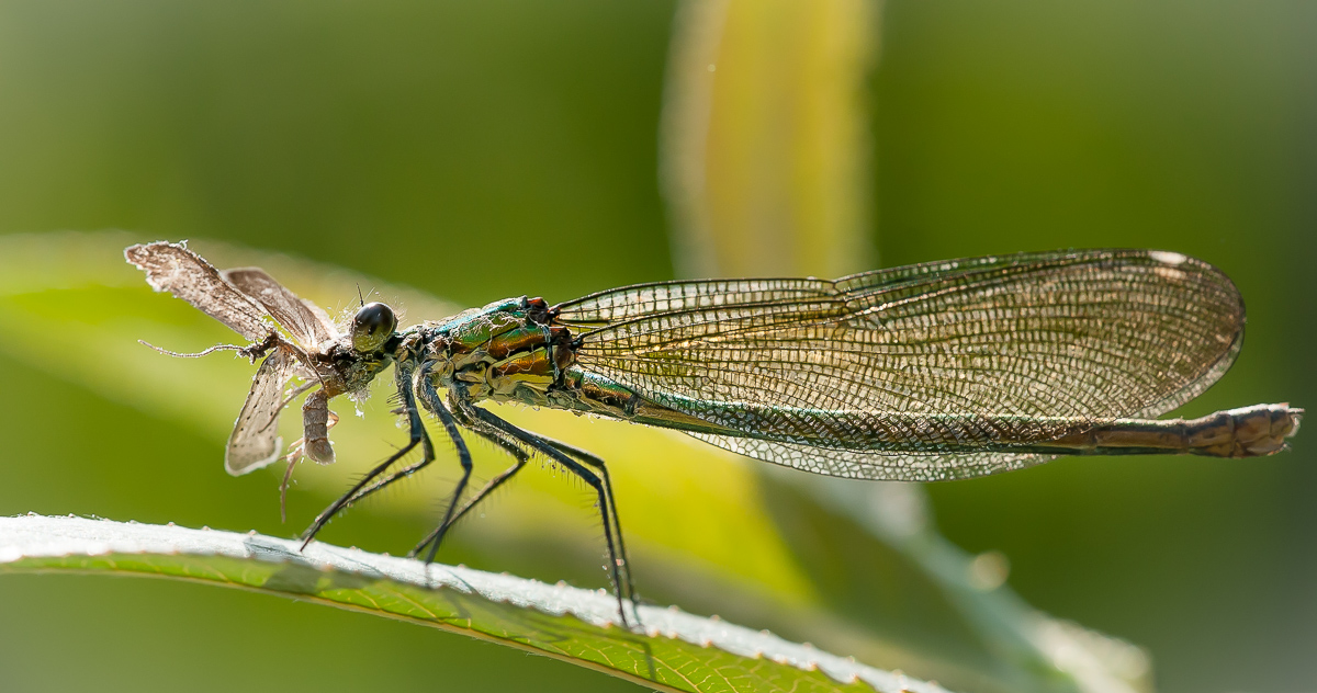 Prachtlibelle weib. 2.jpg