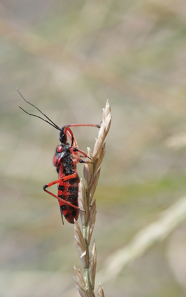 IMGP6499_filtereda1000.jpg