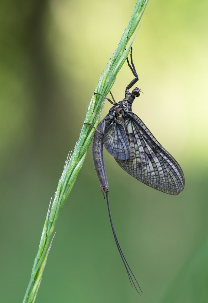 eintagsfliege (1 von 1).jpg