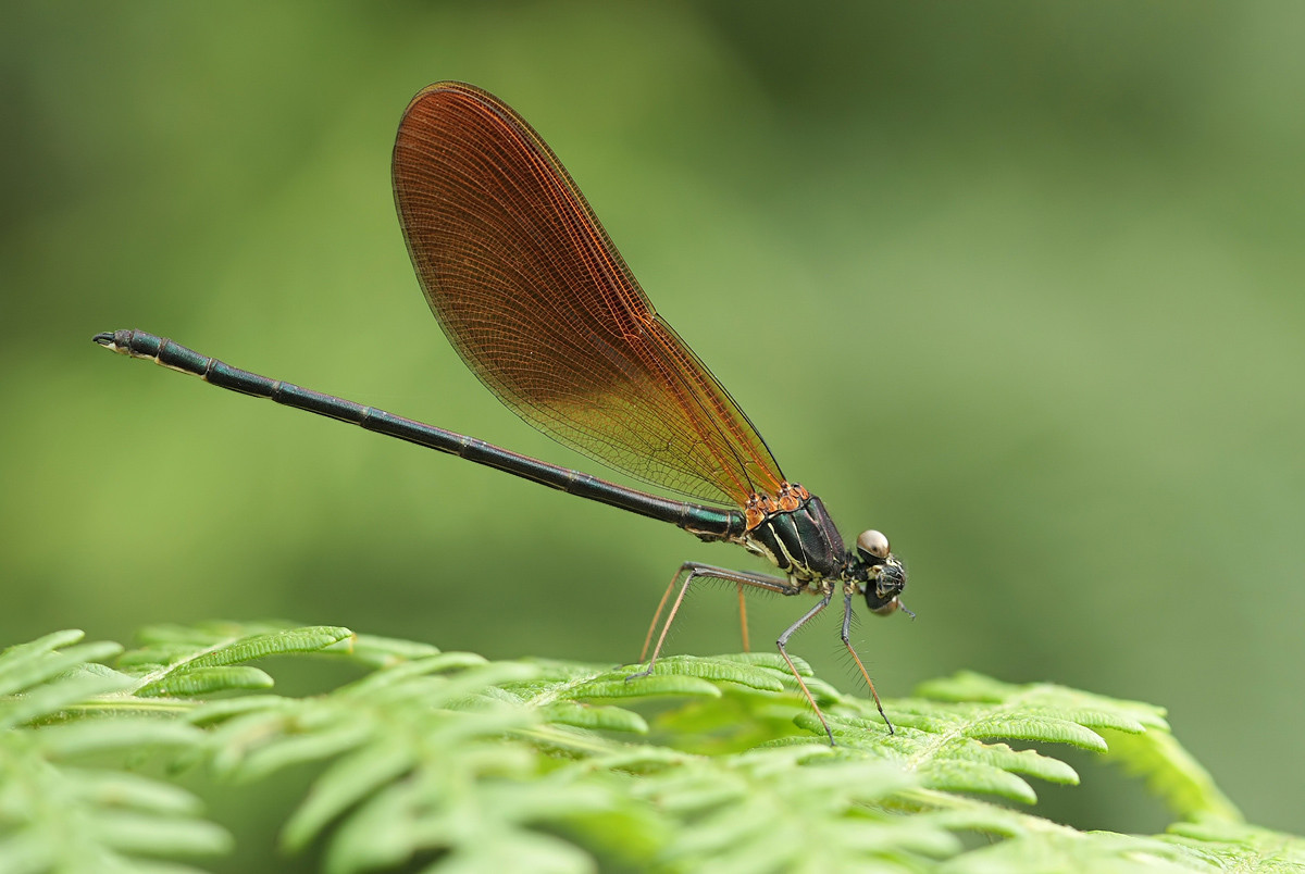 Calopteryx haemorrhoidalis_m_juvenil_IMG_7245a.jpg