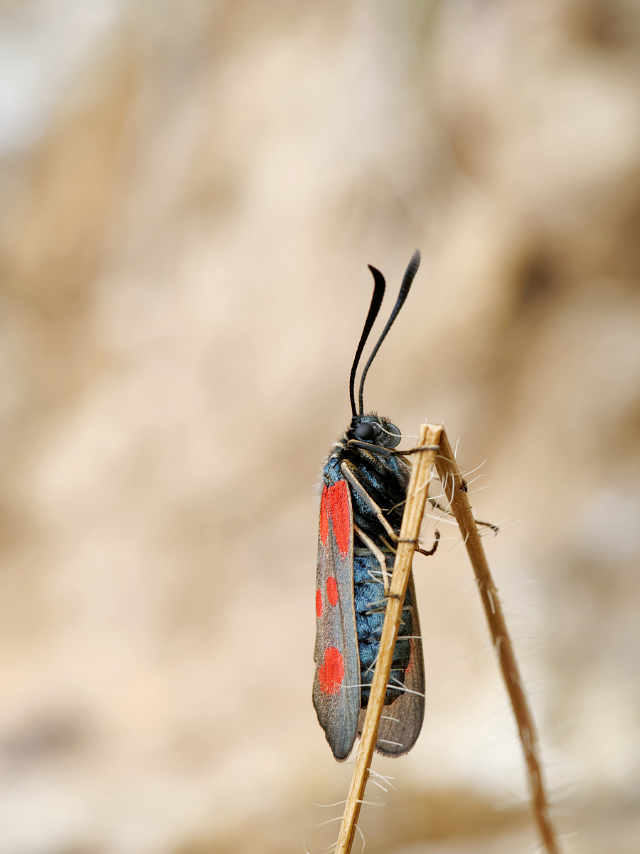 P1210718_2014-06-22_10-27_Sechsfleck-Widderchen_Zygaena-filipendulae_Sonne_Freihand.jpg