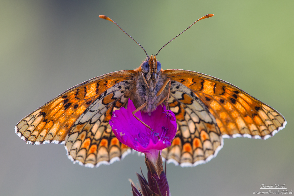 Flockenblumen-Scheckenfalter (Melitaea phoebe)-8874.jpg