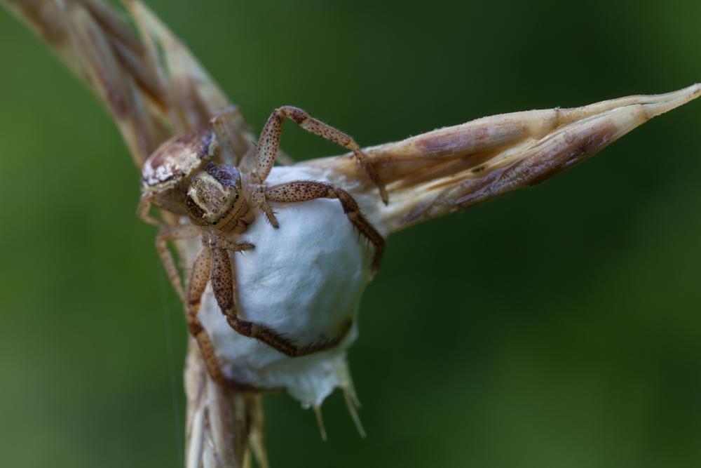 Spinne 2 (1 von 1).jpg