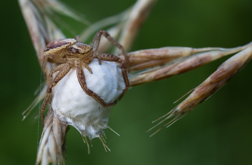 Spinne 1 (1 von 1).jpg