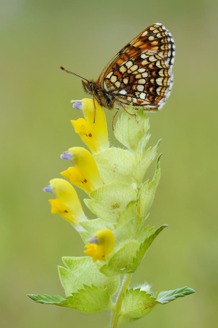 GW8_6286_20140615_1719klein.JPG