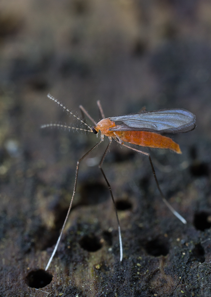 Fliege 1 (1 von 1).jpg