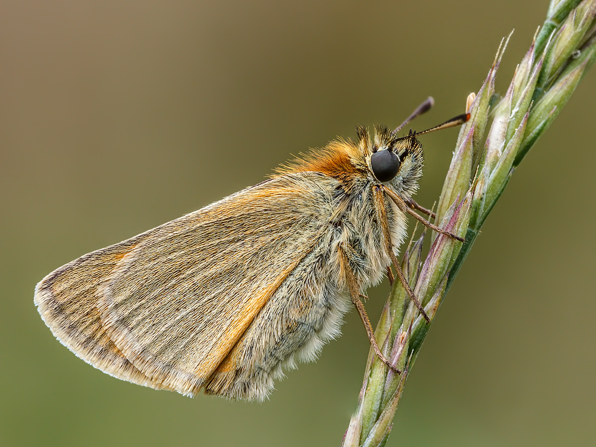 Wiesenvogel_2.jpg