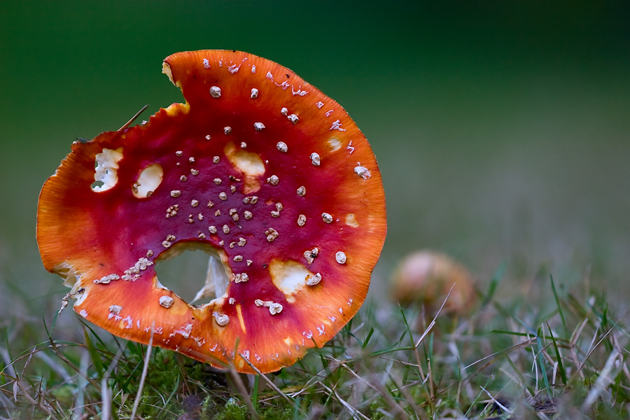 _MG_6592.jpg