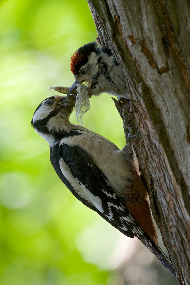 Buntspecht (1).jpg