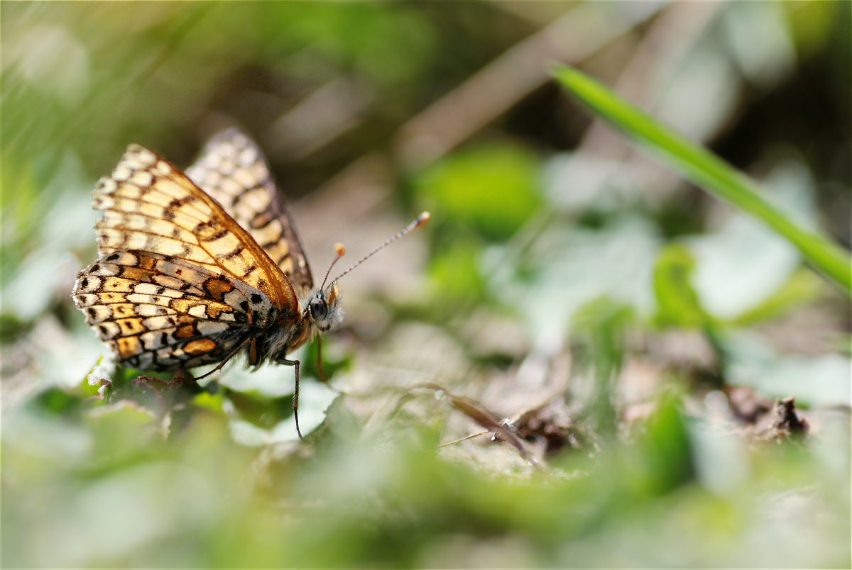 Melitaea cinxia01makro.jpg