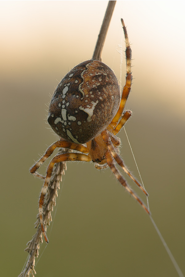 RE1Y8453-01HFPC.jpg