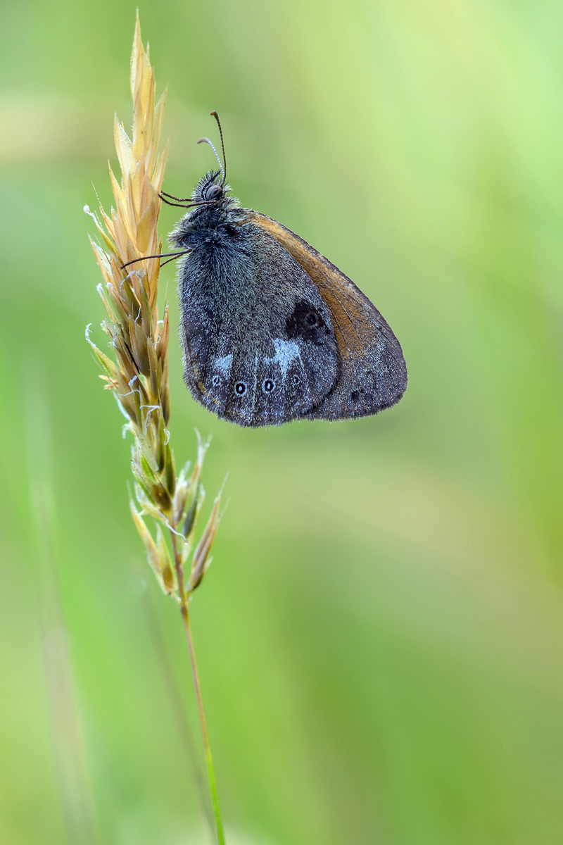 rotbraunes-Wiesenvöglechen.jpg