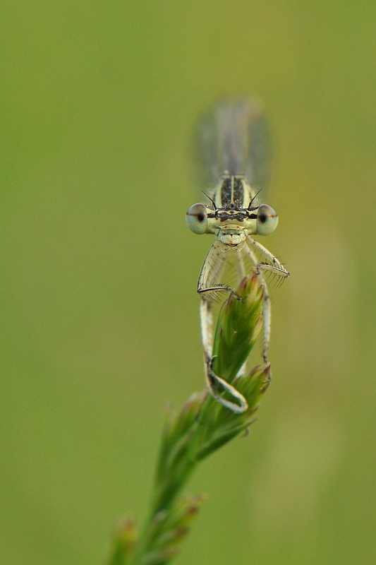 DSC_1732_2k_Blaue Federlibelle.jpg