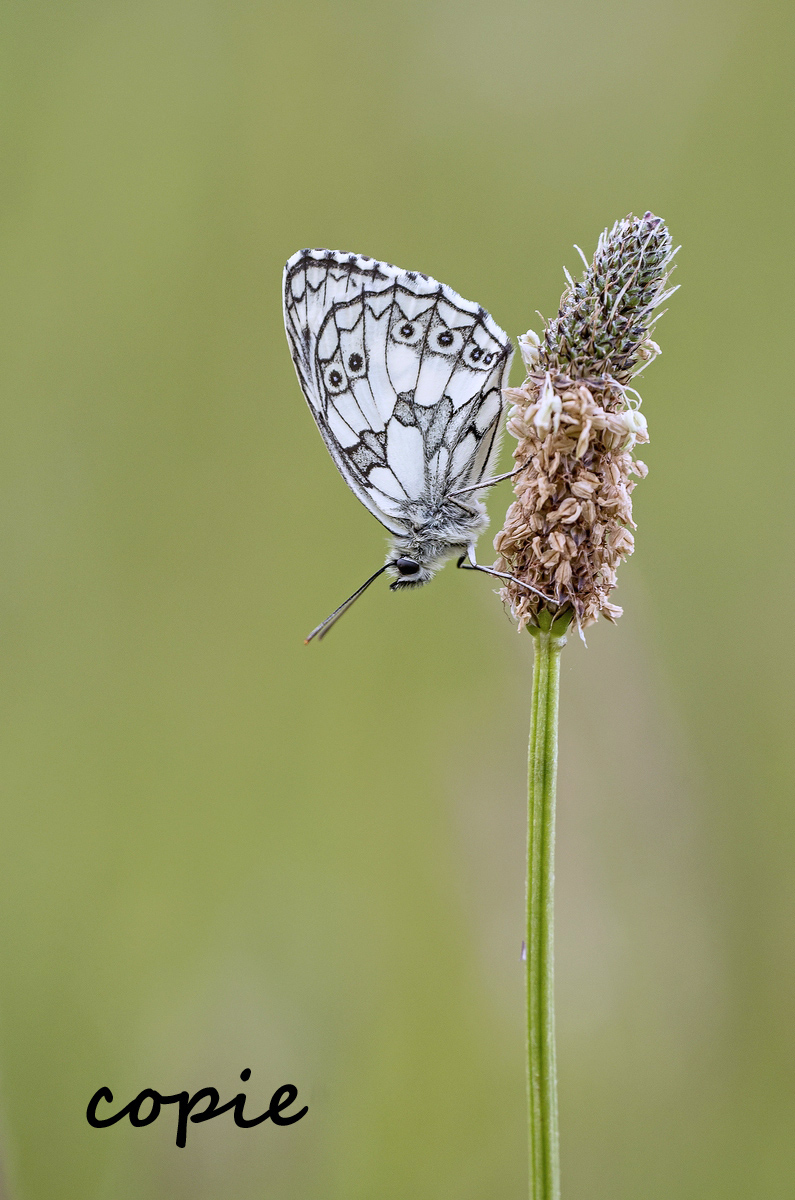 comp_imgp4316rb_124 Kopie.jpg