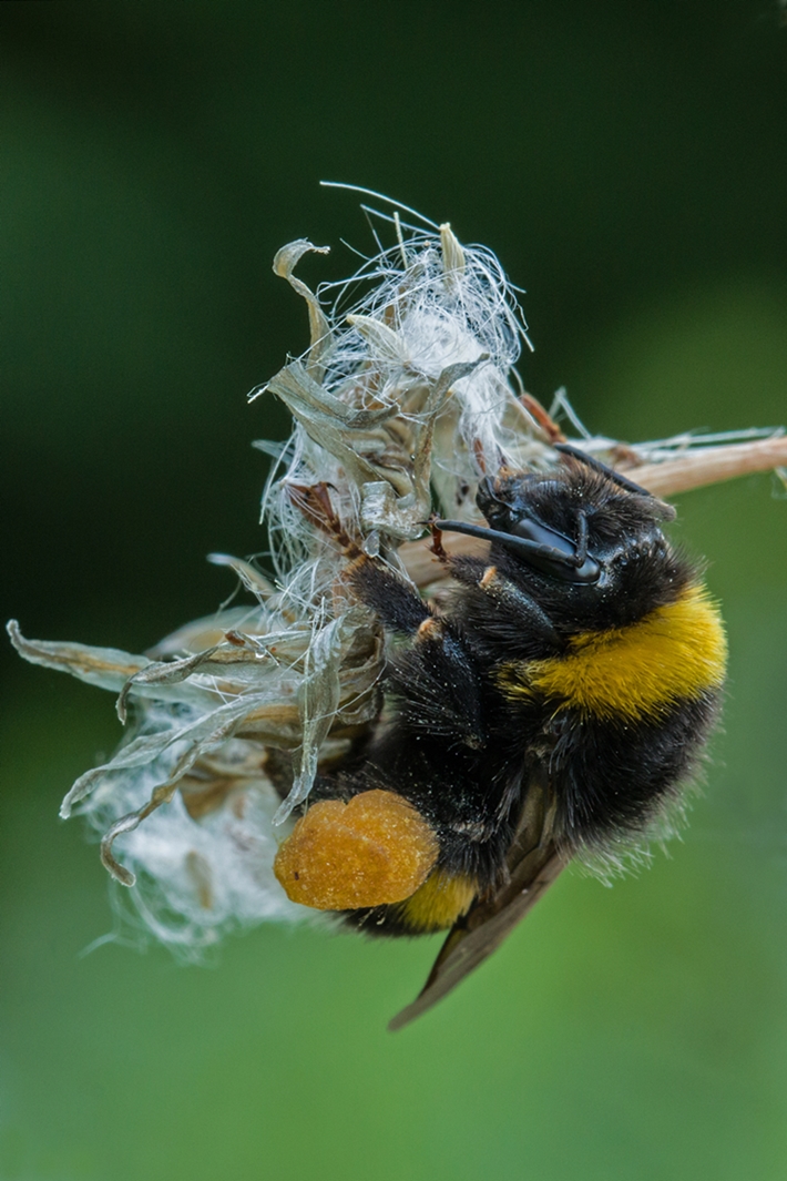 Erdhummel 20140619_4_bearbeitet-1.jpg