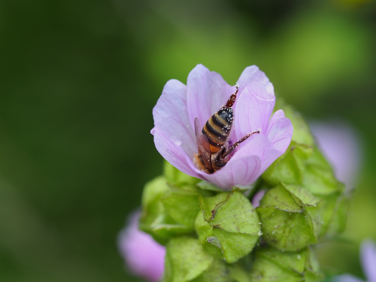 P7103324-ver.jpg