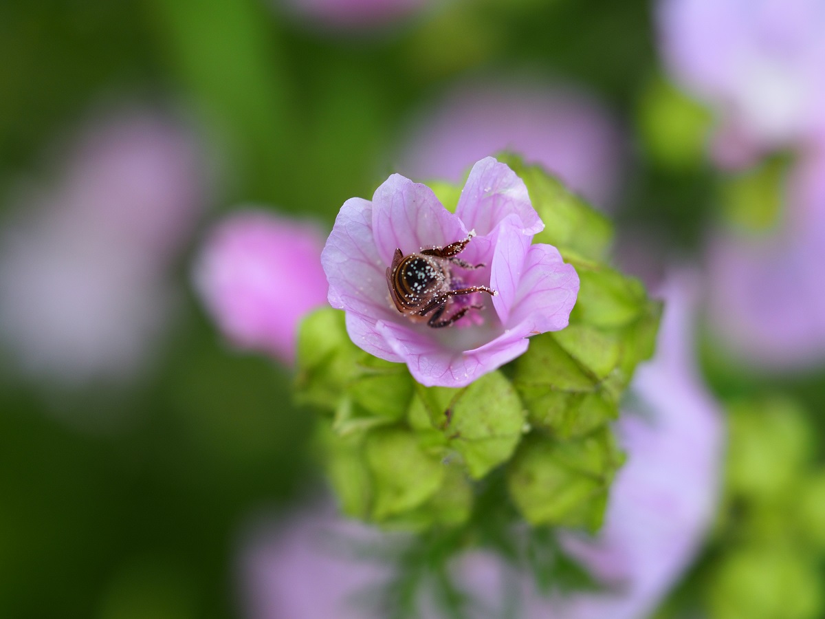 P7103359-ver.jpg