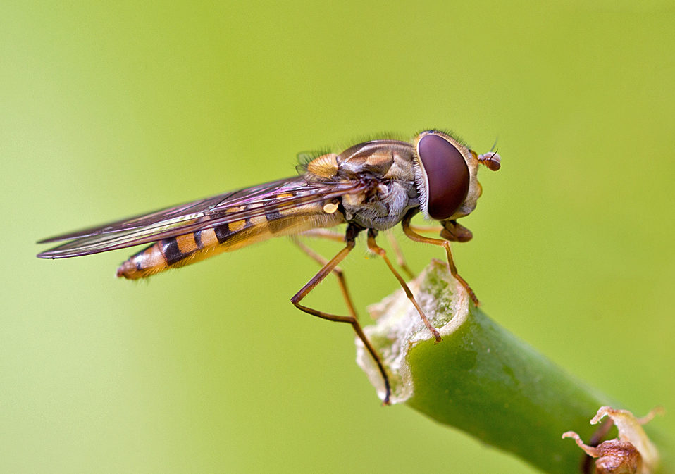 Hainschwebfliege.jpg