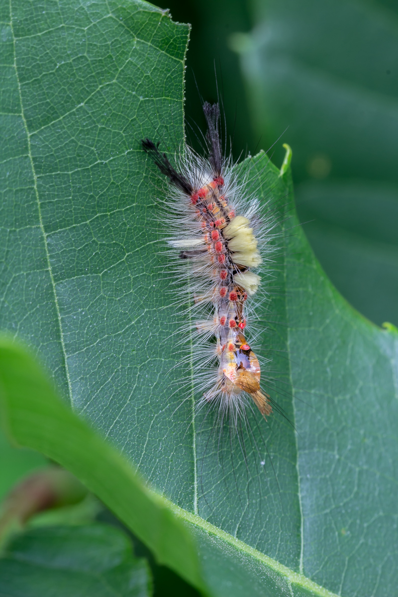 IMG_1968_Raupe_vom_Schlehenbuerstenspinner.jpg