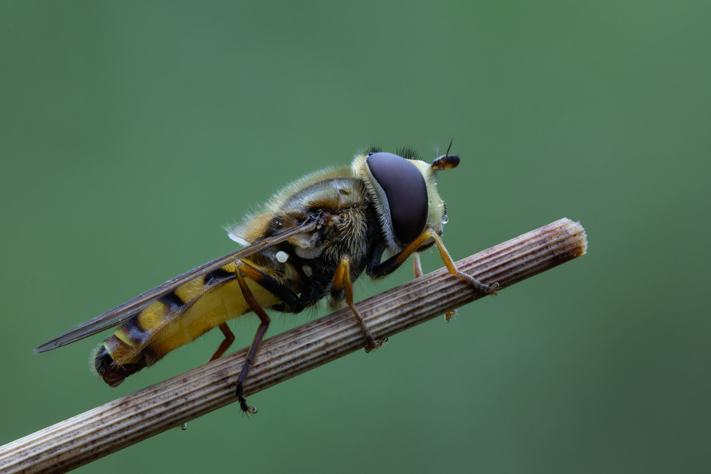 Schwebfliege 1 (1 von 1).jpg