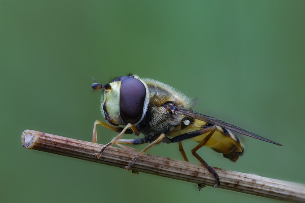 Schwebfliege 4 (1 von 1).jpg