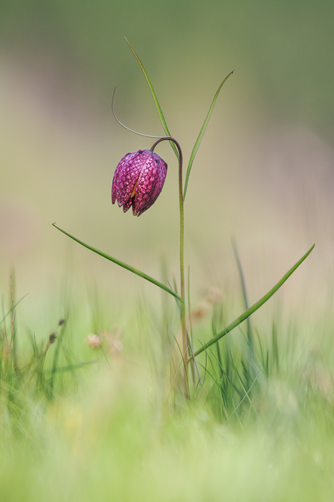 Schachblume HF.jpg