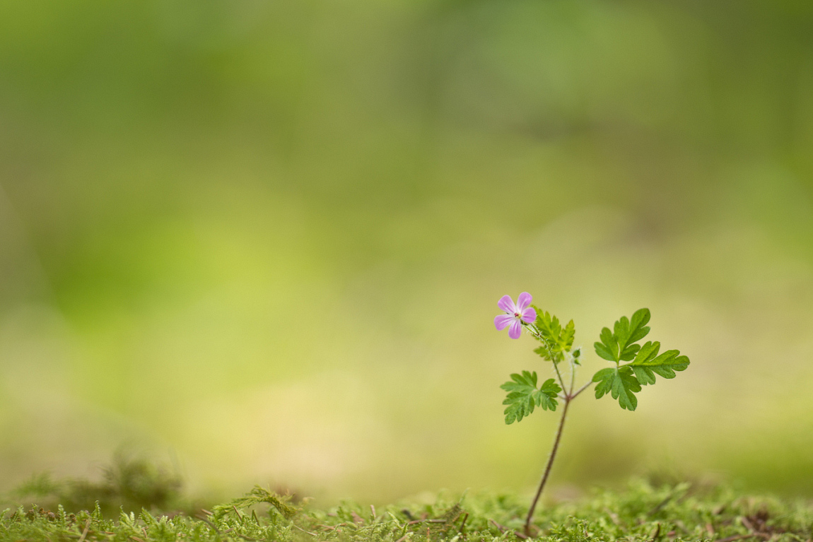 20140713-20140713-DSC04604_s.jpg