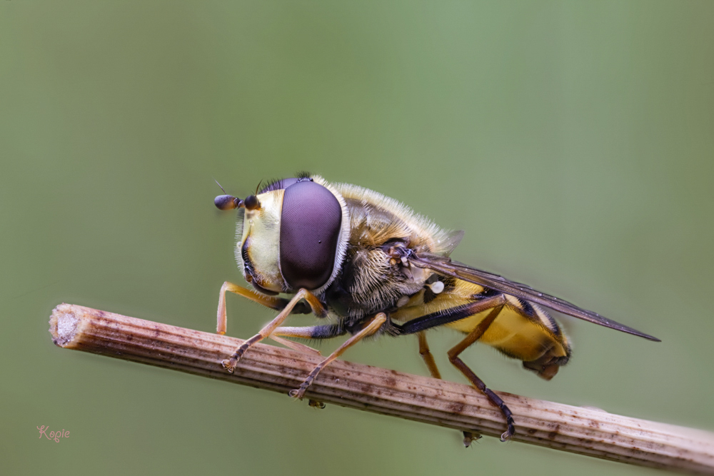 schwebfliege_4_1_von_1_102_Ko.jpg