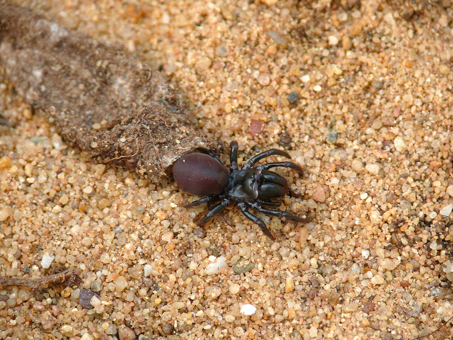 s_piceus_tapezierspinne__13__passig_gemacht.jpg