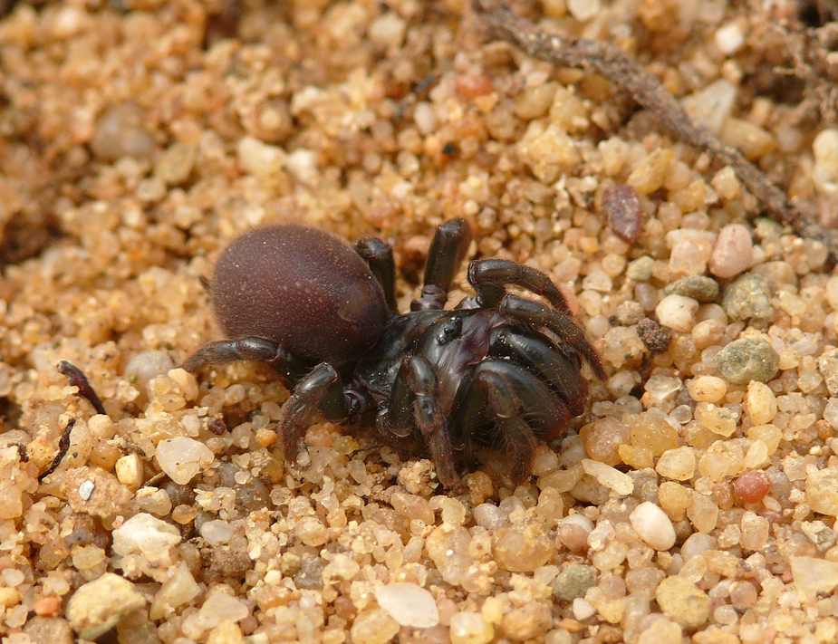 s_piceus_tapezierspinne__24__passig_gemacht.jpg