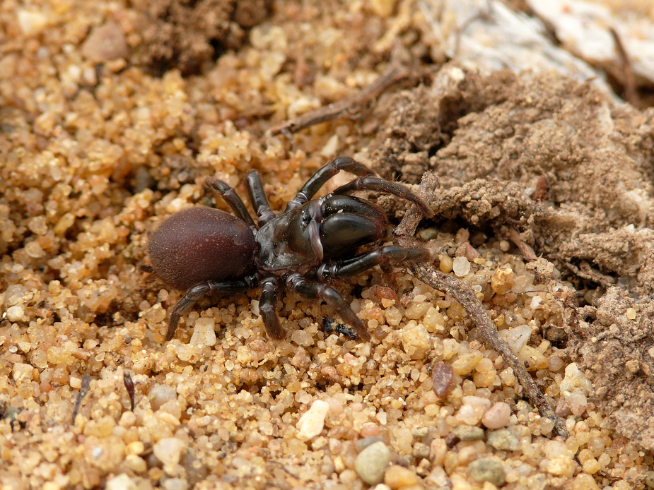 s_piceus_tapezierspinne__29__passig_gemacht.jpg