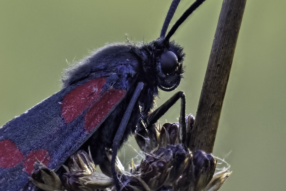 20140719-_7190056-Bearbeitet-crop.jpg