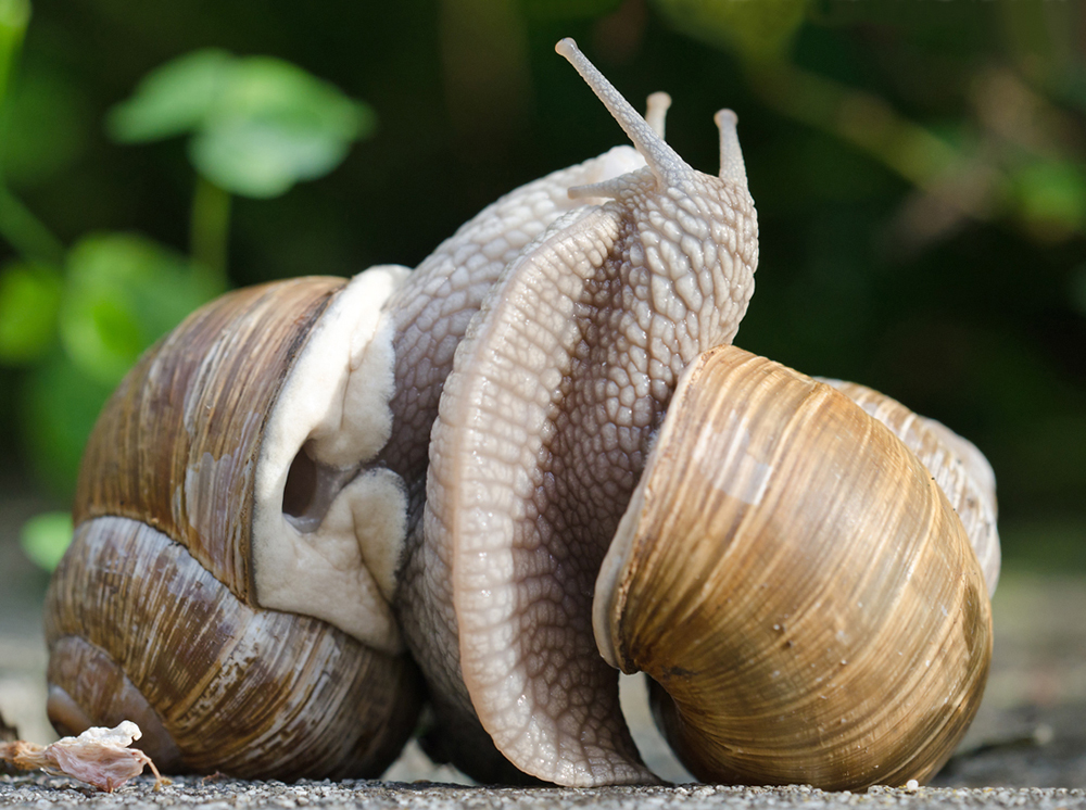 Duett-der-Winbergschnecken-2.jpg