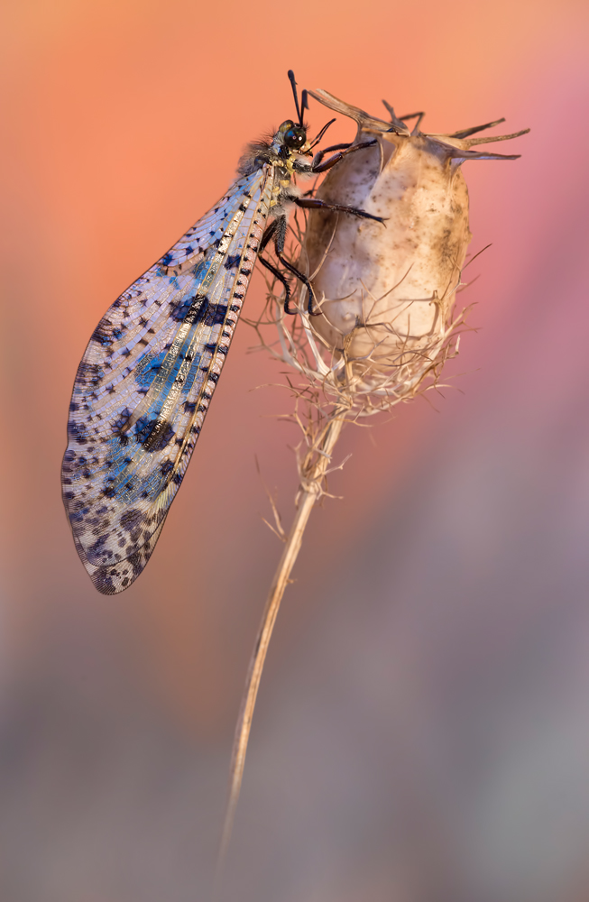 DSC_2619a.jpg