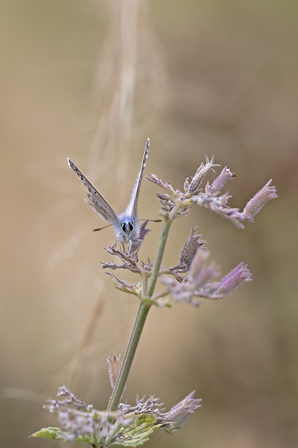 6N5C2512Hauhechel.jpg