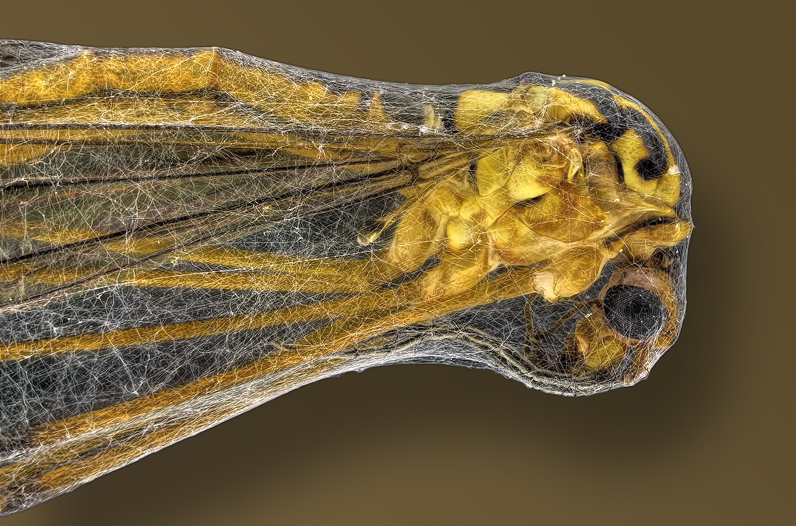 2014-07-26-15.01.50 ZS PMax.jpg