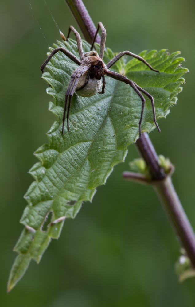 Listspinne 1 (1 von 1).jpg