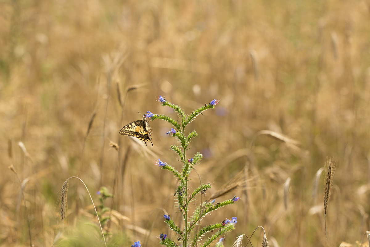 8V6A5841-schwalbenschwanz-w.jpg