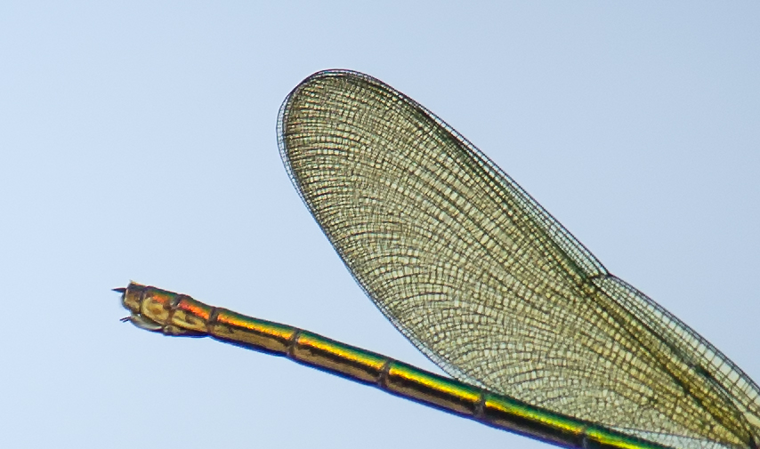 F25G7721-Crop.jpg