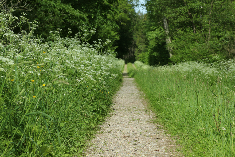 Juni 13 wald.jpg