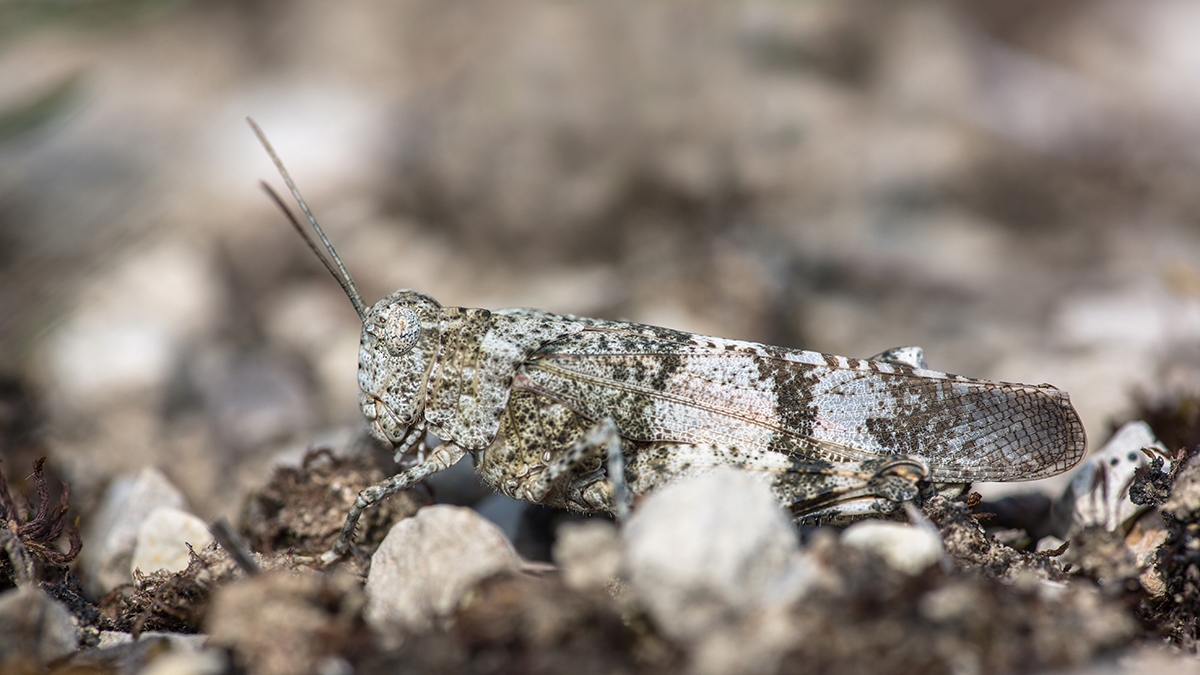 Rotflügelige Ödlandschrecke (Oedipoda germanica).jpg