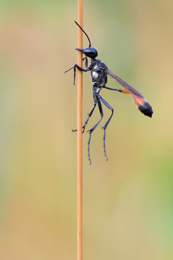 20130726-Sandwespe-1000px.jpg
