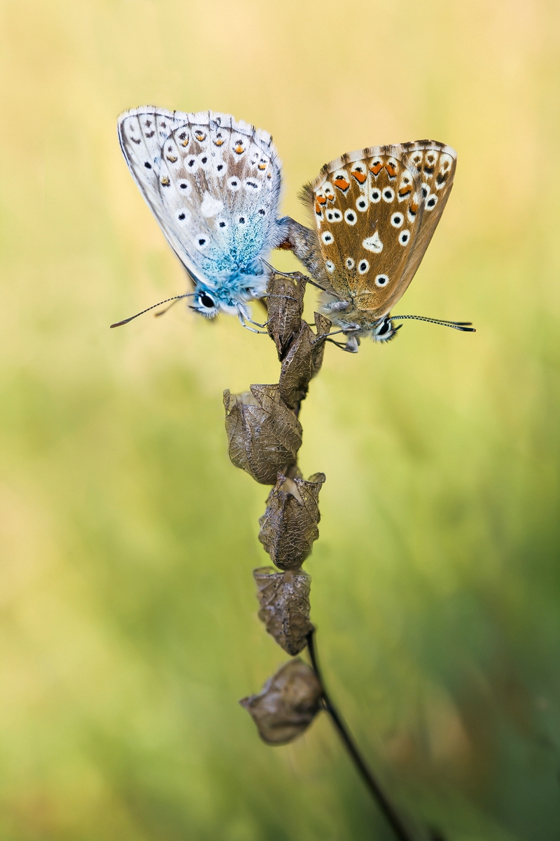 comp_ks01. August 20140949-2.jpg